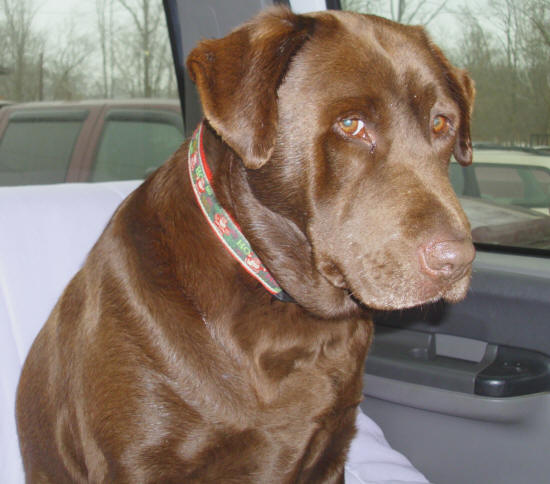 female chocolate labrador retreiver